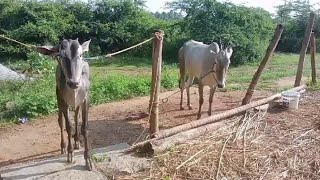 Hallikar Cow and bull calf✨ [upl. by Rivi]