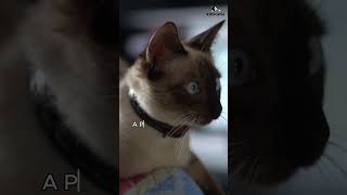 Why is my Siamese cat shedding so much [upl. by Elrahc]