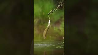 Best Video Of Arawana Fish [upl. by Notsruht]