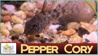 All About Pepper Corydoras The Bulletproof Cory [upl. by Avruch763]