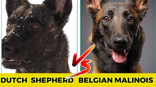 Dutch shepherd vs Belgian Malinois  Top 10 major difference [upl. by Yolanthe]