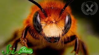 What Honeybees Can Teach Us About Democracy [upl. by Meldoh]