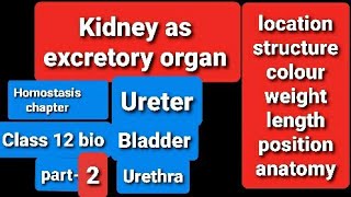 Structure of Kidney Class 12 bio in Hindi Urdu UreterUrinary BladderUrethraHomostasisPart 2 [upl. by Anerok456]