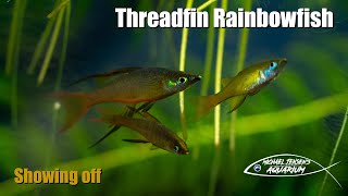 Threadfin Rainbowfish  Iriatherina werneri [upl. by Hooker]