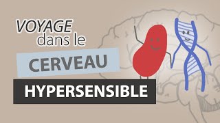 Comment fonctionne le CERVEAU dun HYPERSENSIBLE [upl. by Sinnej]