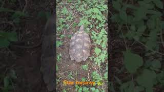 Star tortoise 🐢 in forest trending youtubeshorts shorts [upl. by Higginson]