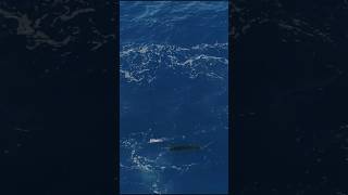 Sailfish Mayhem sailfish fishing kwillo89 [upl. by Gert]