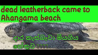 HOW DEAD LEATHERBACK [upl. by Salb]