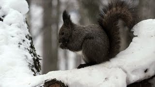 冬のエゾリス Hokkaido Squirrel in Winter  Shot on RED EPIC Highspeed [upl. by Xanthus]