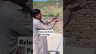 Released Blackfrancolin in wild  shorts shortfeed viral kalateetar [upl. by Amlas]