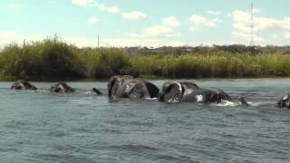 Family of Elephants Swim Across The Chobe River Botswana Africa [upl. by Dola65]