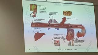 Regulación de osmolaridad y volumen del LEC parte 3 [upl. by Gorrono]