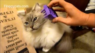 Ragdoll Cats Meet KONG Zoom Groom Cat Brush  ねこ  ラグドール  Floppycats [upl. by Jordison639]