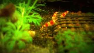 Crystal Red and Cherry Shrimp with Extensive Caring Tips [upl. by Ardnaik]