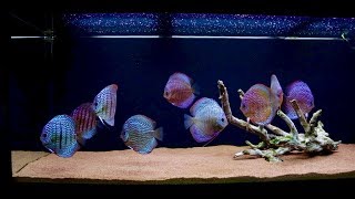 New Aquascape 120 Gallon Discus Fish Tank  Juwel Rio 400 [upl. by Sirotek]