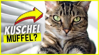 Deine Katze will nicht genug kuscheln SO ändert sich das [upl. by Davidson449]