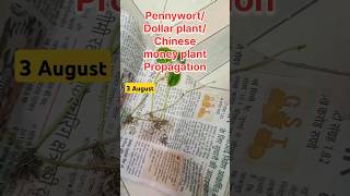 The Ultimate Guide to Dollar Plant Propagation Techniques shorts [upl. by Ybbed]