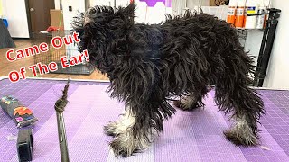 SEVERELY Matted Schnauzer Puppy [upl. by Veronique]