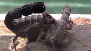 African Spitting Scorpion Breeding [upl. by Dian201]