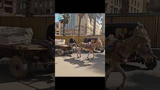 توصيلة بالمجان على الحمار 🫏 A Free Ride on a Donkey 🫏 [upl. by Radford]