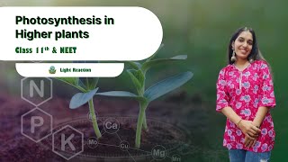 Photosynthesis in higher plant LIGHT REACTION  CLASS11 NEET [upl. by Rese]