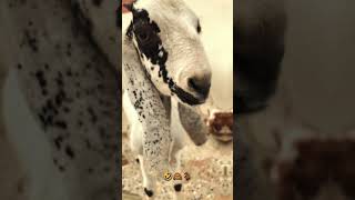 Bakra Bado Badi 😂  Bado Badi 🐐 viral trending cowvideos bakraeid2024 [upl. by Anahtor]