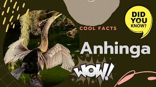 Anhinga facts 🦆 Snakebird facts 🦆 Darter 🦩 American Darter 🦆 Water Turkey 🦃 [upl. by Beall]