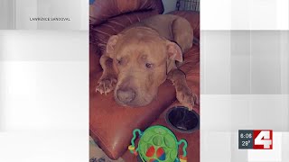 Missing Lincoln County dog found 20 miles away with gunshot wound [upl. by Sdlonyer]