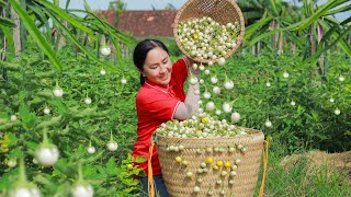 Harvest Solanum Macrocarpon Goes to the Market Sell  Delicious fried solanum macrocarpon  Emma [upl. by Eceryt]