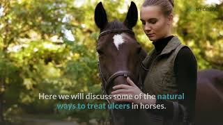 Treating Ulcers In Horses Naturally  Treatment Home Remedies [upl. by Ainej]