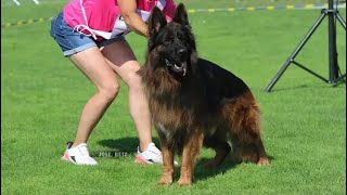 Solaar Du val D’Anzin Va3 Bszs Germany  World Champion Long coat German Shepherd Dog [upl. by Atena]