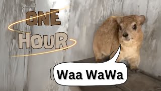 Waaa wawawa Hyrax Scream meme  1 Hour [upl. by Lishe147]