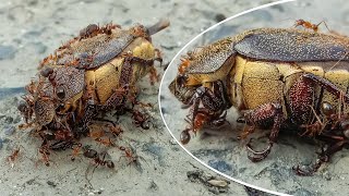 The most powerful creature on earth  Ants moving their food [upl. by Gnoc947]