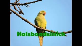 Halsbandsittich Vogelstimme [upl. by Sabec]