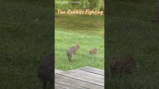 Two rabbits fighting  backyardwildlife  bunny  wildlife  backyard  animals  rabbit jumping [upl. by Hoenack]