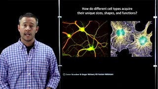 Online Developmental Biology Analyzing Gene Expression [upl. by Clarinda]