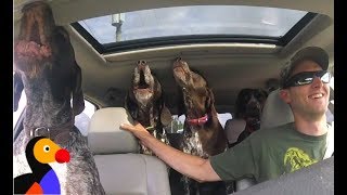 EXCITED Dogs in Car Cant Stop Howling For The Park  The Dodo [upl. by Alger]