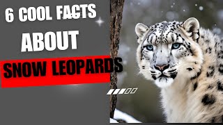 6 Cool Facts About Snow Leopards for Kids [upl. by Wilfrid]