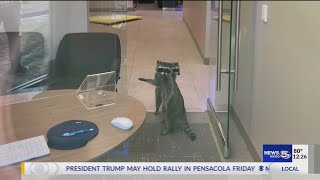 VIDEO Duo of raccoons break into bank trash office and steal cookies [upl. by Latsyrcal]