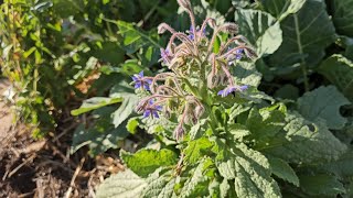 Fall Gardening Tips Grow Borage for AMAZING Results [upl. by Oira]