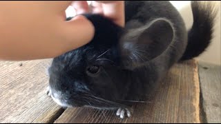 Petting a Sweet Chinchilla [upl. by Marcel]