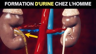 Le fonctionnement fascinant du système urinaire  Comprenez comment votre corps produit de lurine [upl. by Ahsirahc]