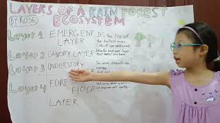 G4  Science  Layers of a rainforest system [upl. by Ahsea745]