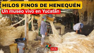 ¡El henequén sigue vivo Visitamos Hilos Finos Yucatecos [upl. by Daron888]