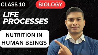 Life processes Class 10 Science biology Nutrition in human beings Class 10  Life Processes Science [upl. by Theta]