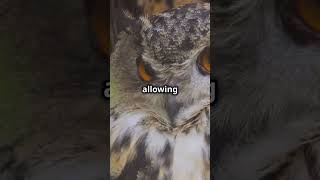 Discover the Owl’s MindBlowing Head Rotation [upl. by Elaweda126]