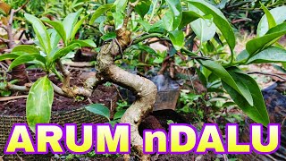 Bonsai Paling Manja  Arum Dalu Cestrum nocturnum L [upl. by Annawyt]