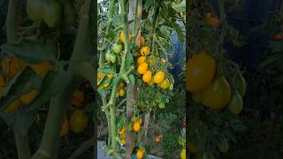 Yellow pearshaped tomatoes tomaten gelbebirnen garten cherry желтаягрушка огород томаты [upl. by Virnelli74]