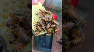 Honeybee with Honeycomb beekeeping beekeeper honey beekeeperslife farming [upl. by Elehcin]