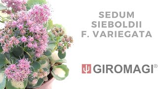 Sedum sieboldii f variegata [upl. by Anhsirk]